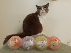 -猫和宫(六道口店)