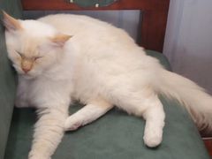 -猫小院猫主题咖啡厅(北锣店)