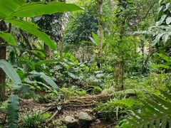 -中国科学院西双版纳热带植物园