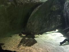 -悉尼海洋生物水族馆