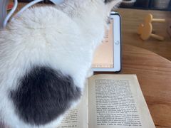 -Cappucimeow猫咪咖啡馆(韦伯时代店)