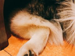 -more than meow吴止猫主题餐厅(承德 中船汇店)