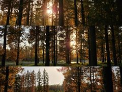 -黄海国家森林公园