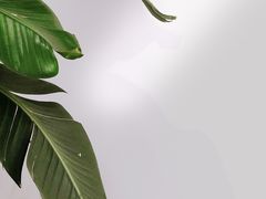 -COTTON CAFE(德信·中外公寓店)