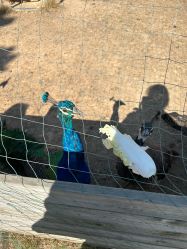 -阿菠萝小猪农场·萌宠乐园·亲子游·研学