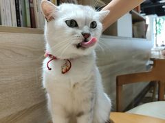 -藏猫猫咖啡主题馆(中央大道店)