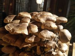 -小龙坎老火锅(华飞店)