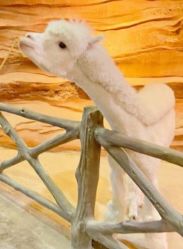 -酷嗒动物文化乐园(cutezoo西溪乐天城店)