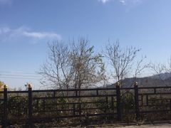 -北京鹫峰国家森林公园