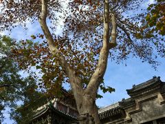 -涛贝勒府