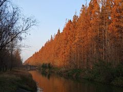 -黄海国家森林公园