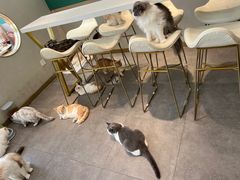 -飞行喵MR PILOT|猫舍·猫咖(静安大融城店)
