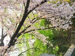 -苏堤停车场