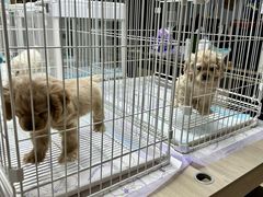 -翊宠yipet猫狗购宠庄园