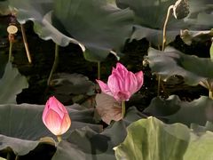 -渤公岛生态公园