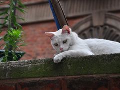 院子顶上的猫-静安别墅