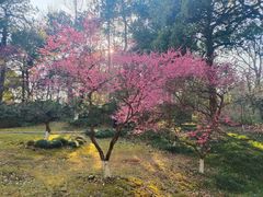 -杭州植物园