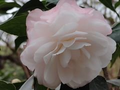 -金花茶公园