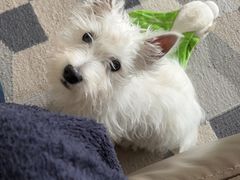 -翊宠yipet猫狗购宠庄园犬舍•猫舍