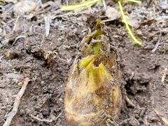 -上海佘山国家森林公园天马山园