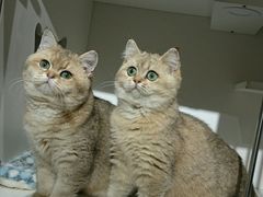 -东方名猫馆·英短金渐层布偶猫舍(环线广场1号楼店)