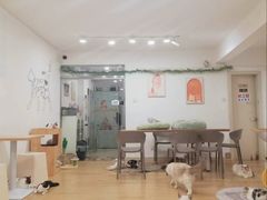 -有喵·猫咖·狗咖·30几只猫10只小狗(岗厦店)