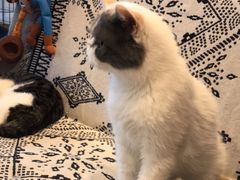 -平行世界·猫咖(首经贸店)