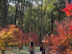 -广州市石门国家森林公园