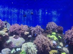 -珠海长隆海洋王国