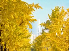 -四川大学(望江校区)