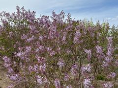 -永定河休闲森林公园