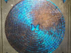 -上海昆虫博物馆