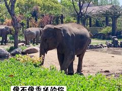 -上海野生动物园