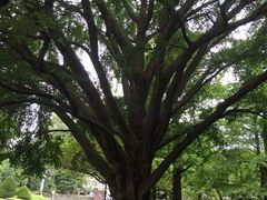 -北海道厅旧本厅舍(旧本庁舎)