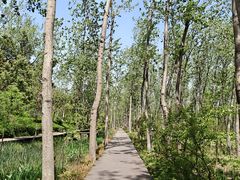 -合肥滨湖国家森林公园