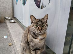 -创凡宠物医院·骨专科  猫科中心(西乡分院)