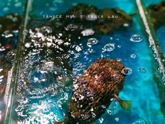 河豚-清水湾3号(东方小周海鲜店)