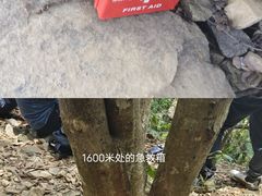 -梧桐山风景名胜区