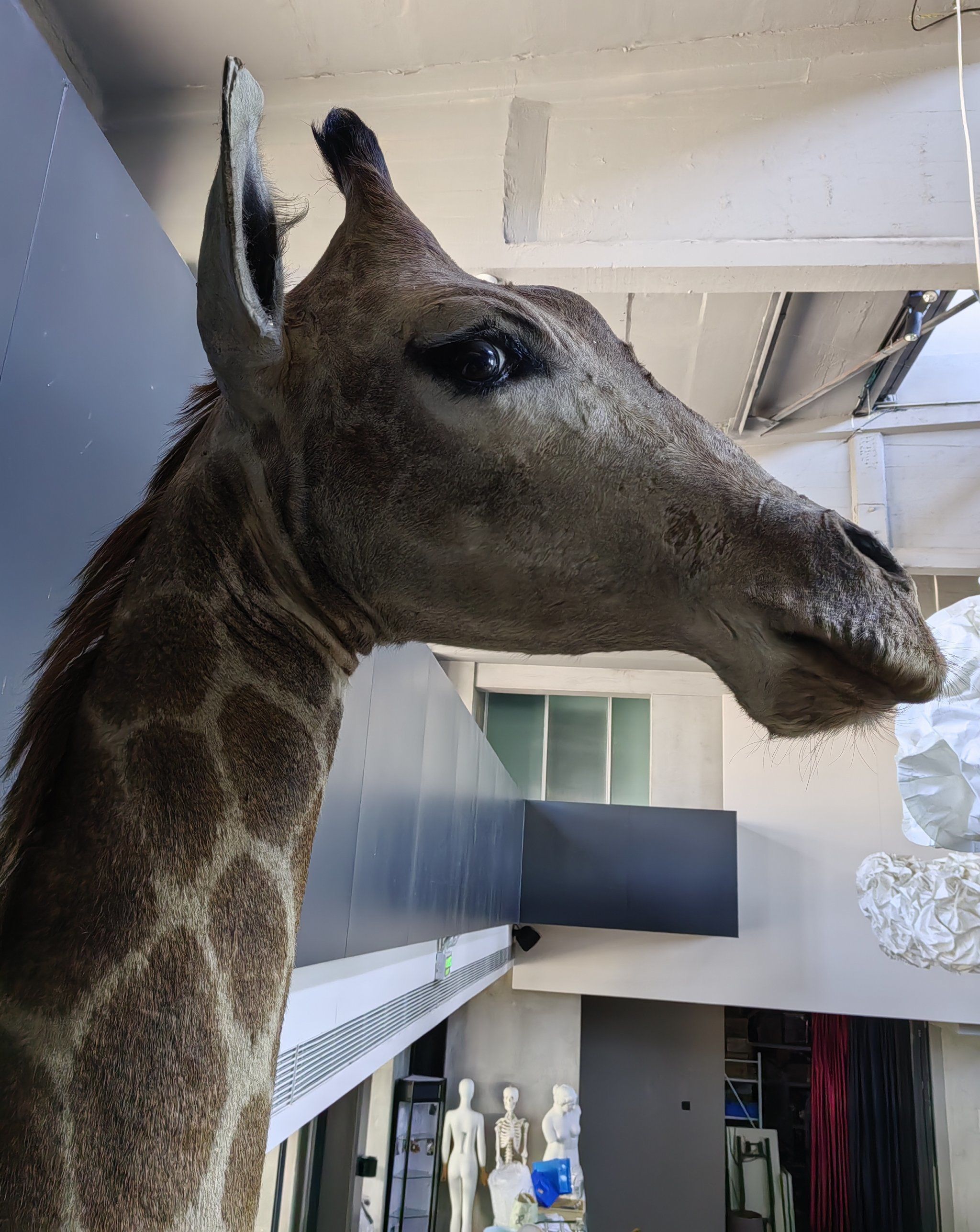 高血压还顺拐的长颈鹿,竟是祥瑞"麒麟"!