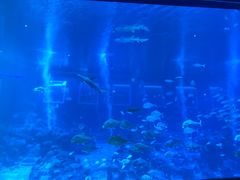 -新加坡海洋生态馆