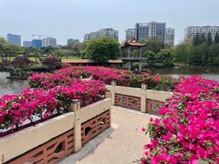 -深圳龙潭公园