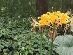 -广西壮族自治区药用植物园