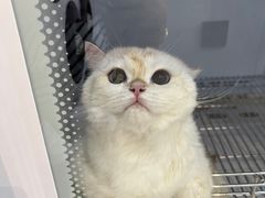 -佐罗家宠物馆·猫文化馆(紫霞路店)