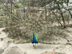 -燕塞湖鸟语林景区