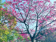 -南国桃园旅游度假区