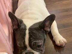 -柯斗斗主题餐厅·狗咖·围炉煮茶·茶饮(国瑞升平里店)