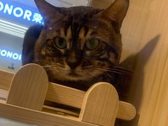 -爪爪喵星球·猫舍(前海卓越店)