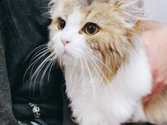 -翊宠yipet猫狗购宠庄园犬舍•猫舍