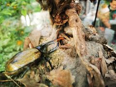 -南宫五洲植物乐园