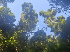 -西双版纳原始森林公园